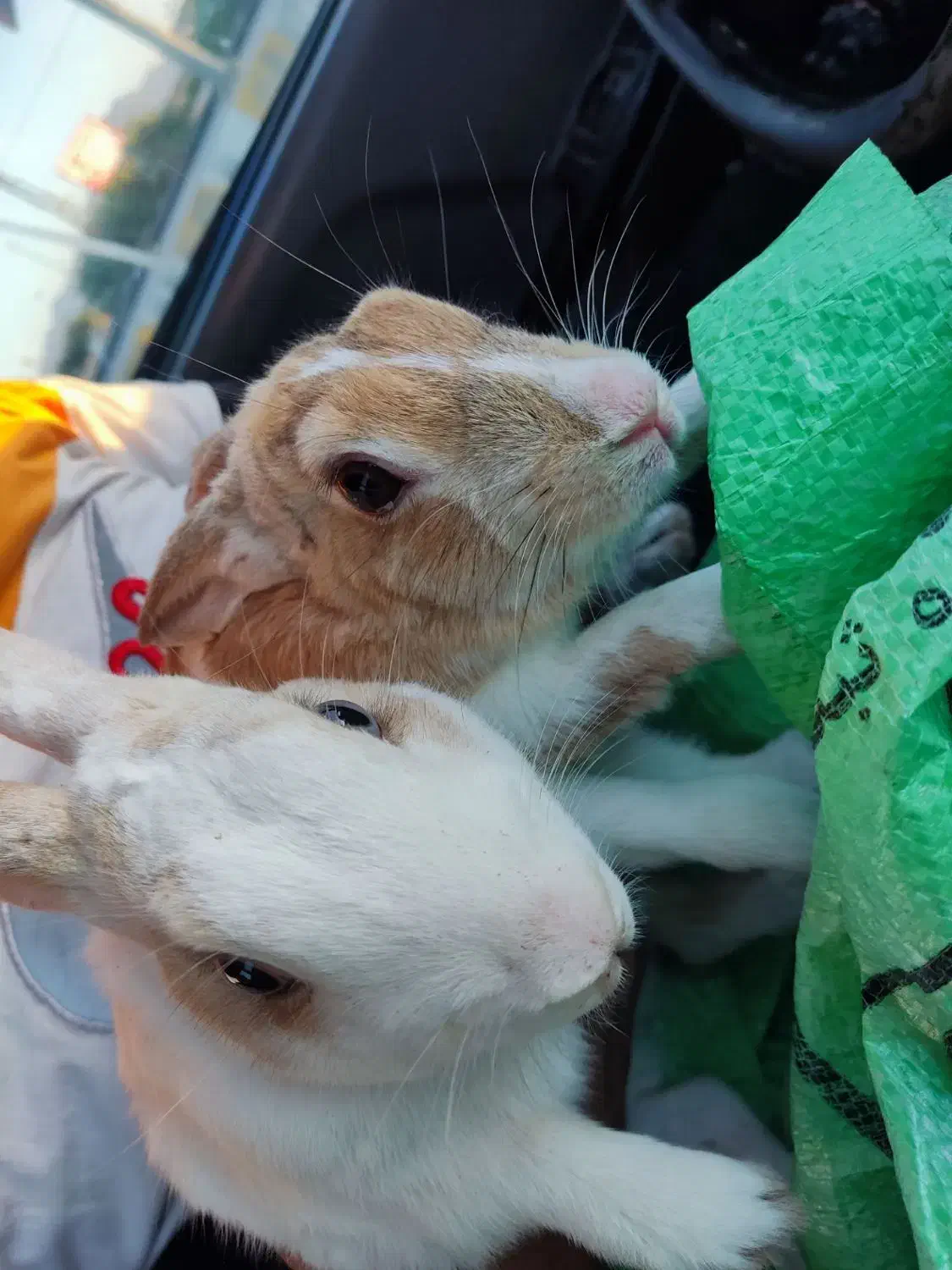 خرگوش نر و ماده|موش و خرگوش|تربتحیدریه, فتح المبین|دیوار