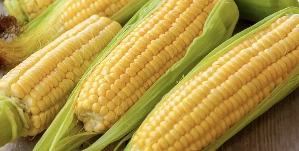 ذرت|فعالیت داوطلبانه|فسارود, |دیوار