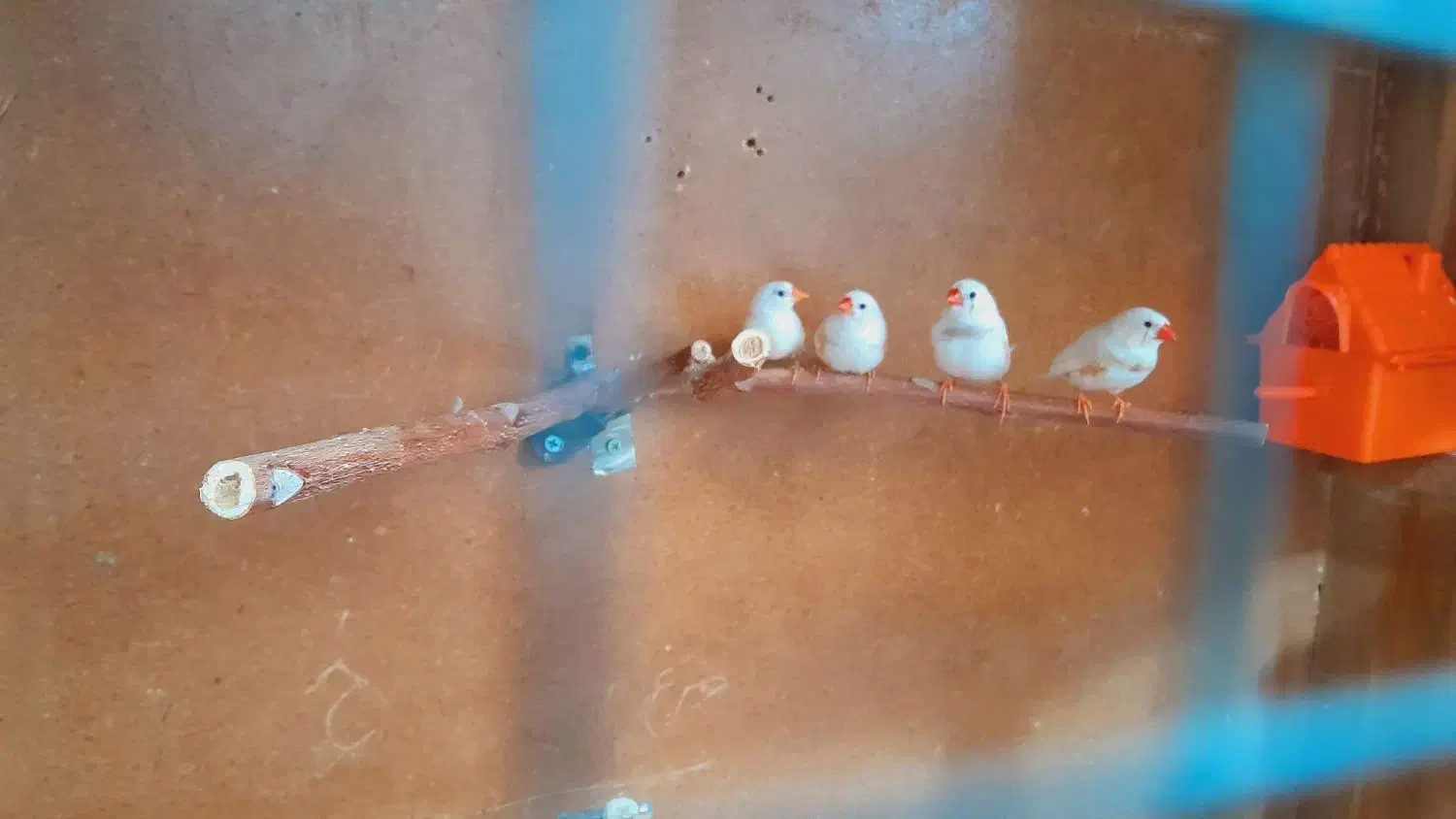 فنچ زبرا|پرنده|بوئین زهرا, |دیوار