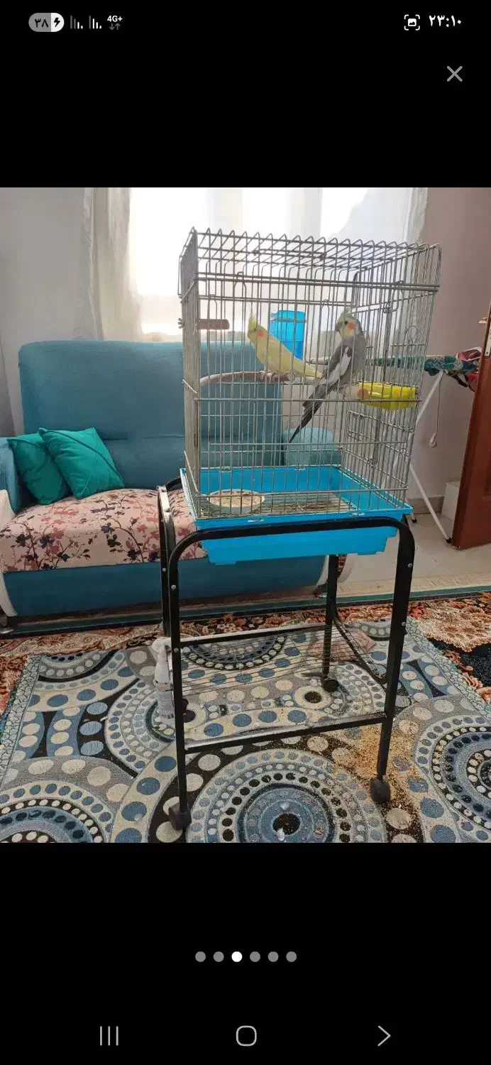 عروس هلندی|پرنده|ایلام, |دیوار