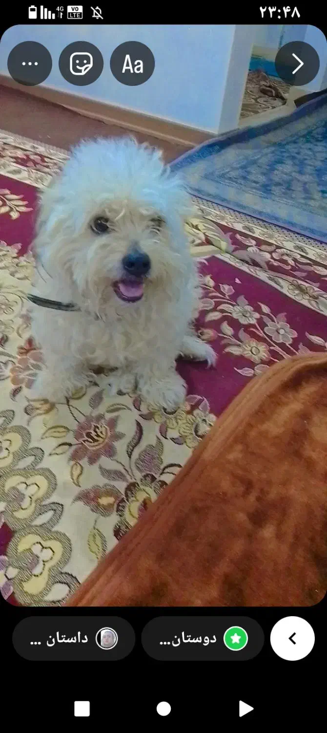 1372|سگ|بوشهر, |دیوار