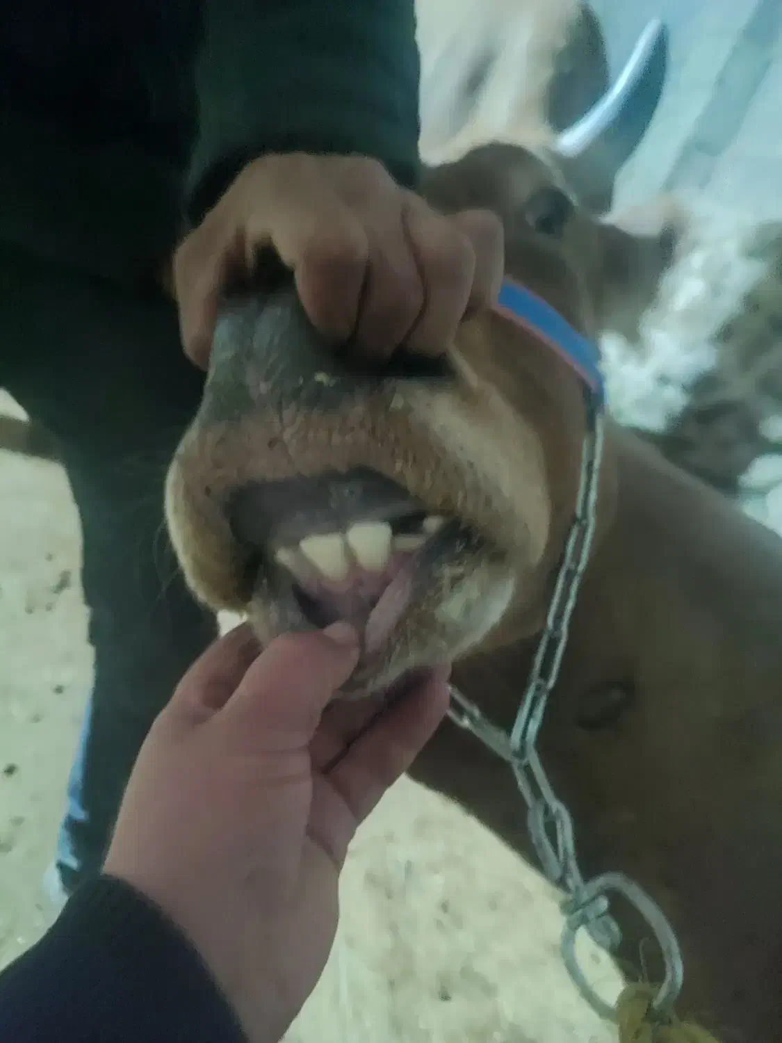 گاو شیری|حیوانات مزرعه|بجنورد, |دیوار