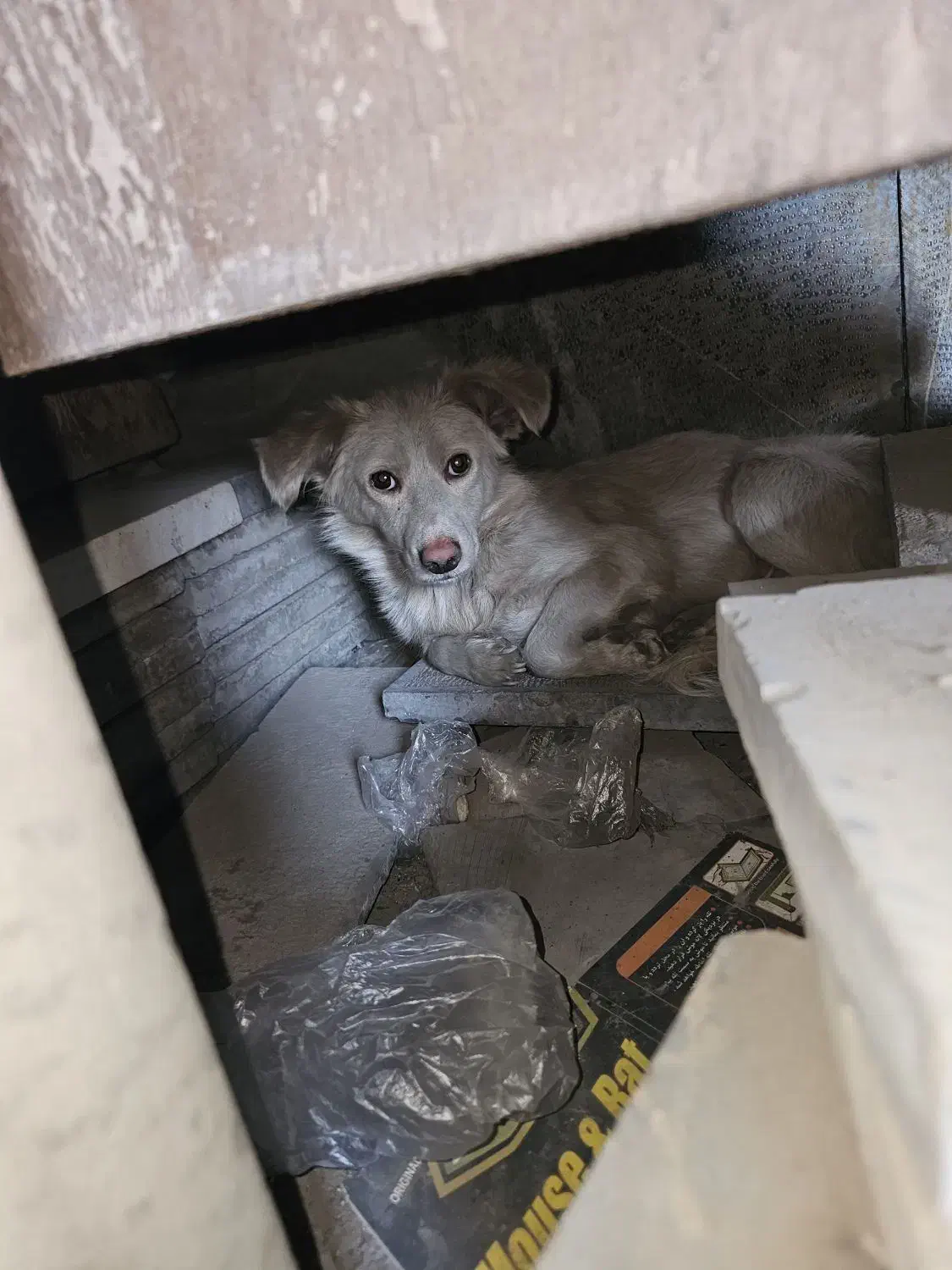 سگ پیدا شده واگذاری فوری به سرپرست خوب|حیوانات|مشهد, رباط طرق|دیوار