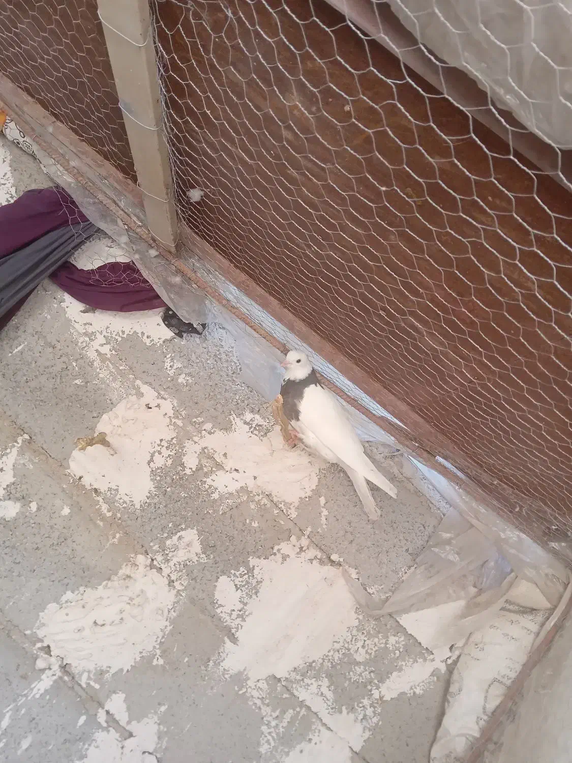 کفتر طوقی|پرنده|گناباد, |دیوار