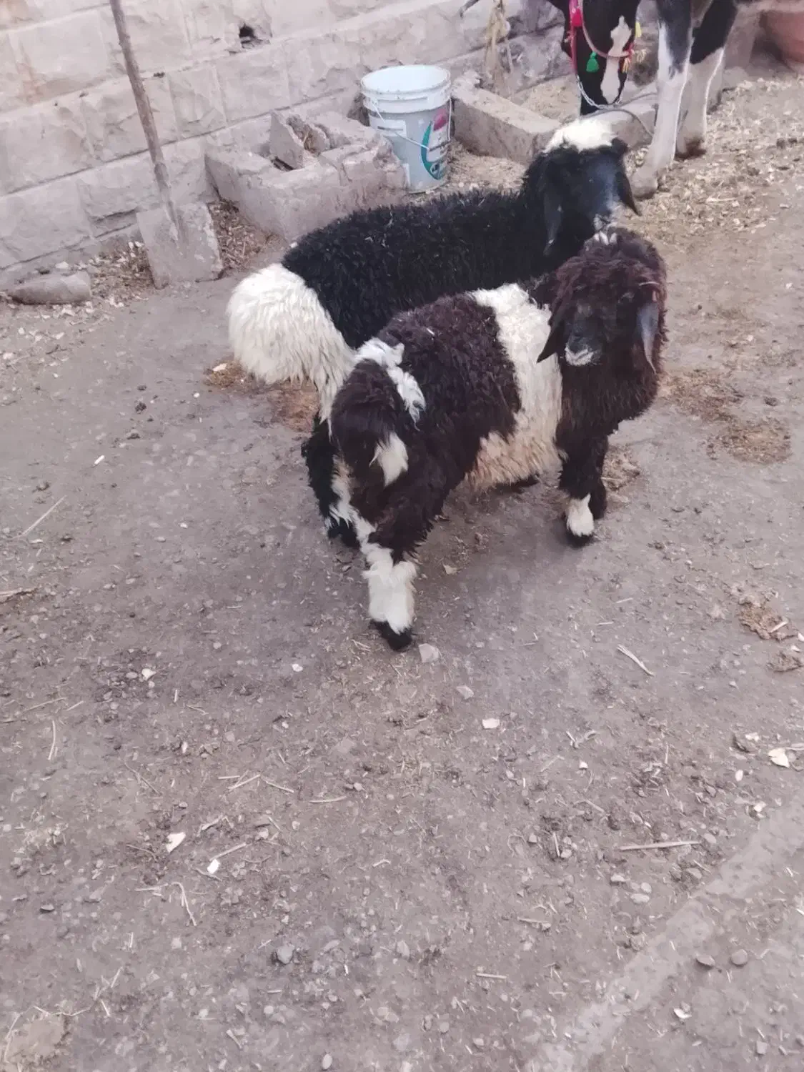 بره نرماده دوقلو دونه ۸۶۰۰|حیوانات مزرعه|مسجد سلیمان, |دیوار