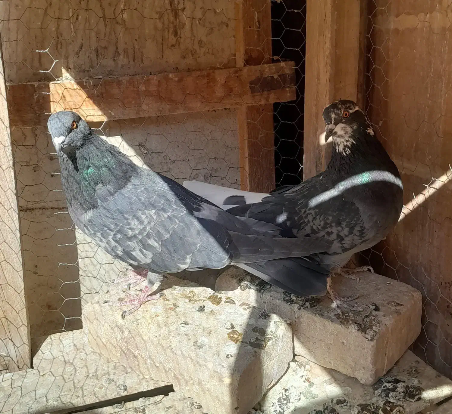 کبوتر|پرنده|نائین, |دیوار