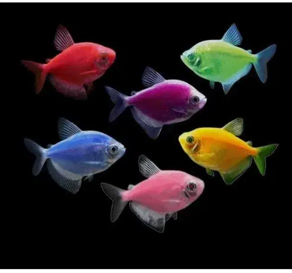 کالر ویدو|ماهی|خرم‌آباد, |دیوار