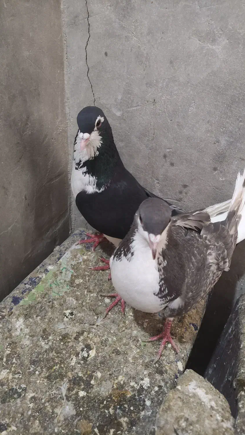 کبوتر شهری|پرنده|مرودشت, نقش رستم|دیوار