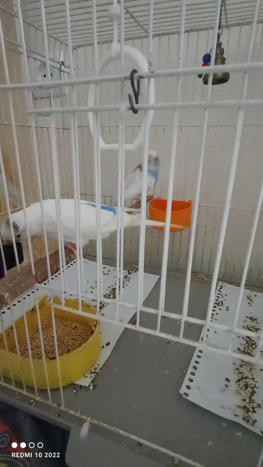 مرغ عشق|پرنده|بیرجند, |دیوار