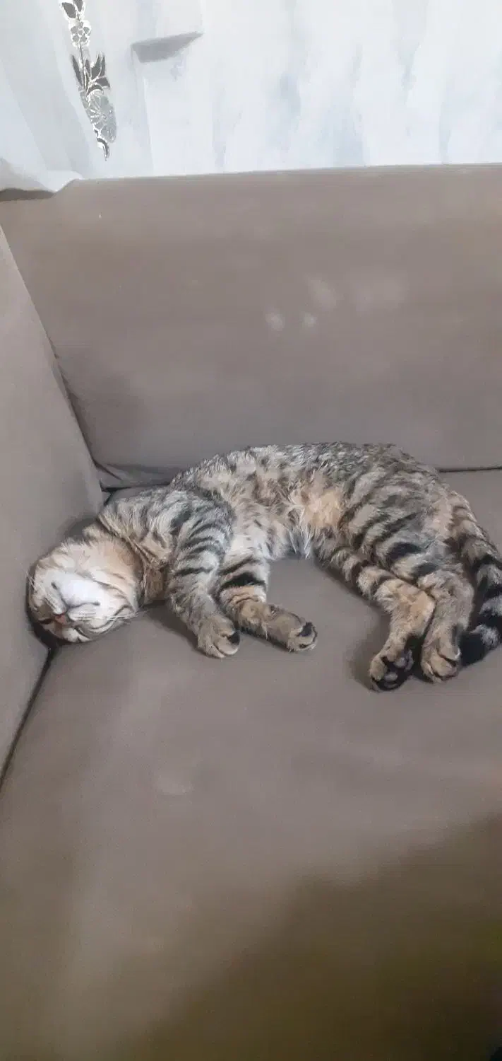 واگزاری گربه|گربه|تهران, اتابک|دیوار