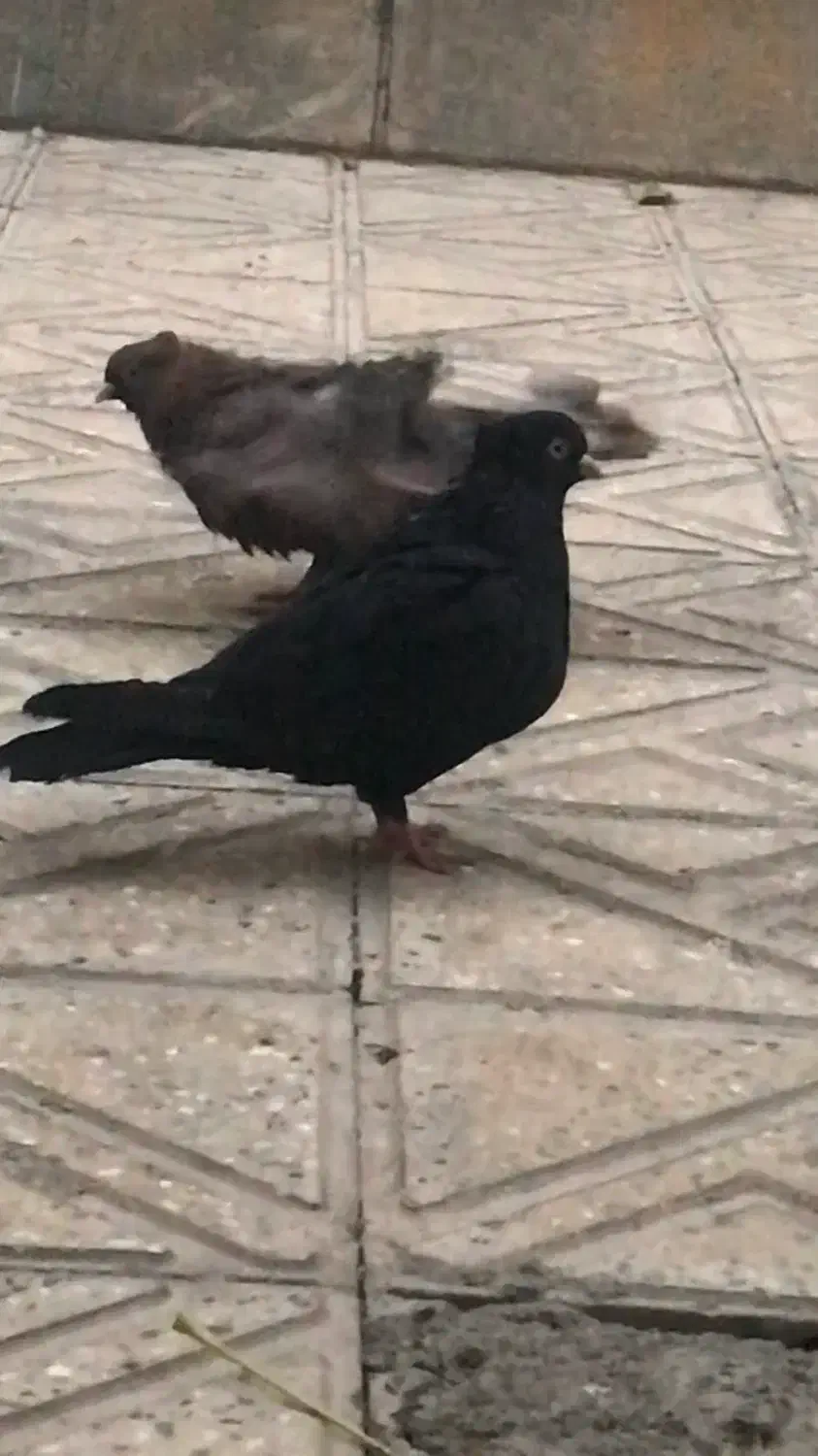 کبوتر زاغ چش نوک نر معاوضه با زاغ ماده|پرنده|شاهین‌شهر, شهرک گلدیس|دیوار