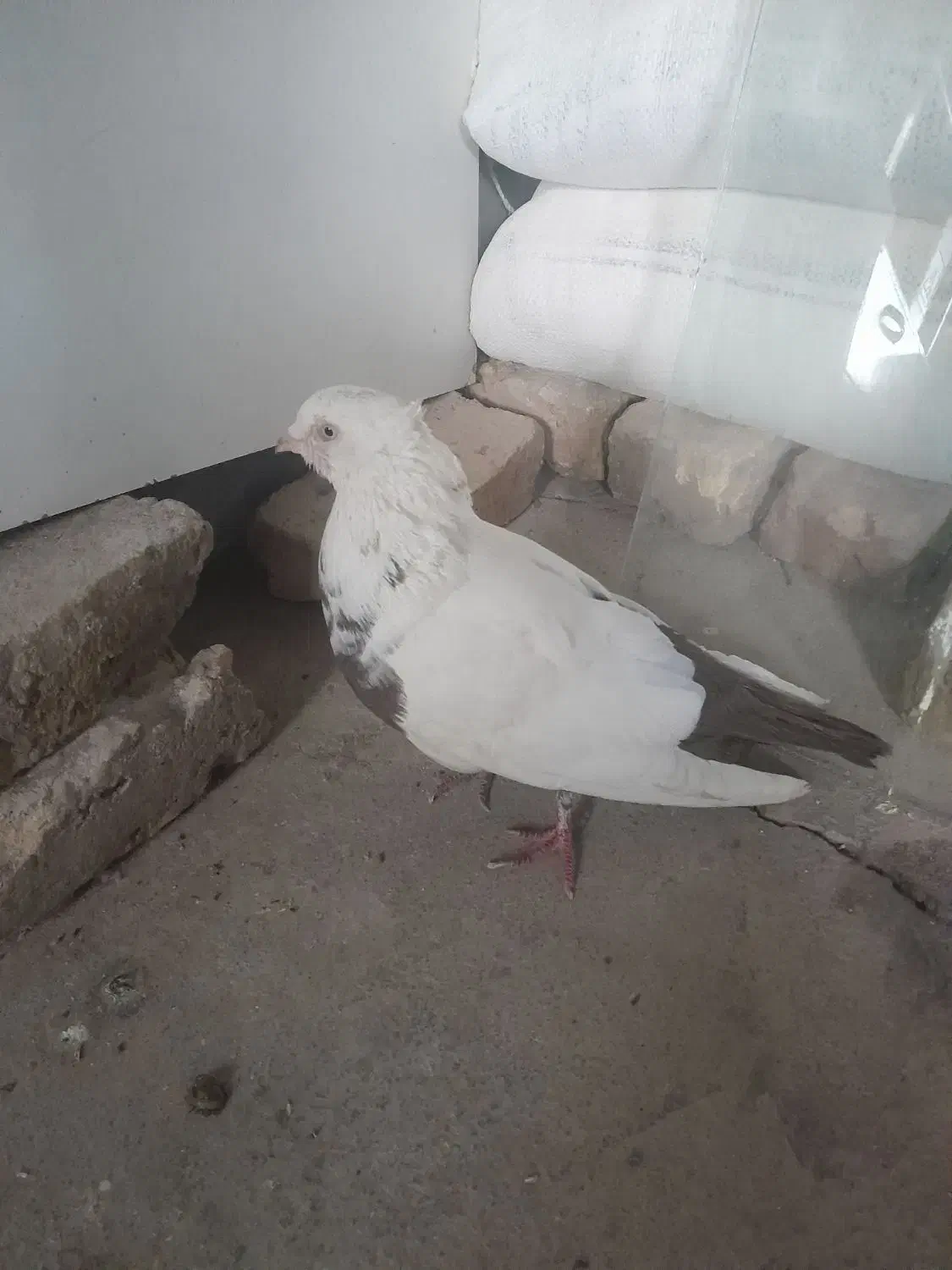 کبوتردم قهوه ای|پرنده|محمدیه-قزوین, |دیوار