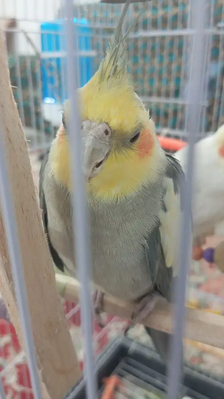 عروس هلندی|پرنده|مشهد, کاظم آباد پنجشنبه|دیوار