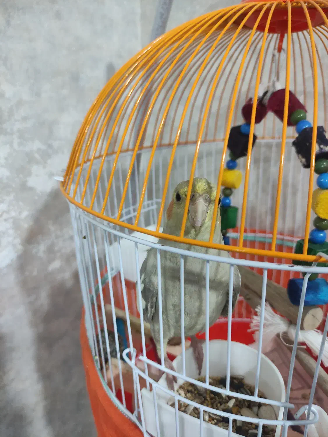 عروس هلندی ماده همراه با قفس|پرنده|رشت, شهریاران|دیوار