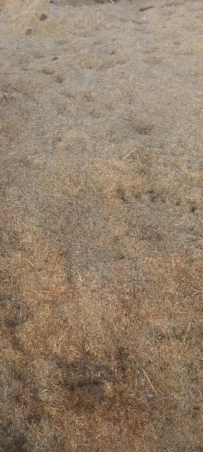 کاه|لوازم جانبی حیوانات|شراء, |دیوار