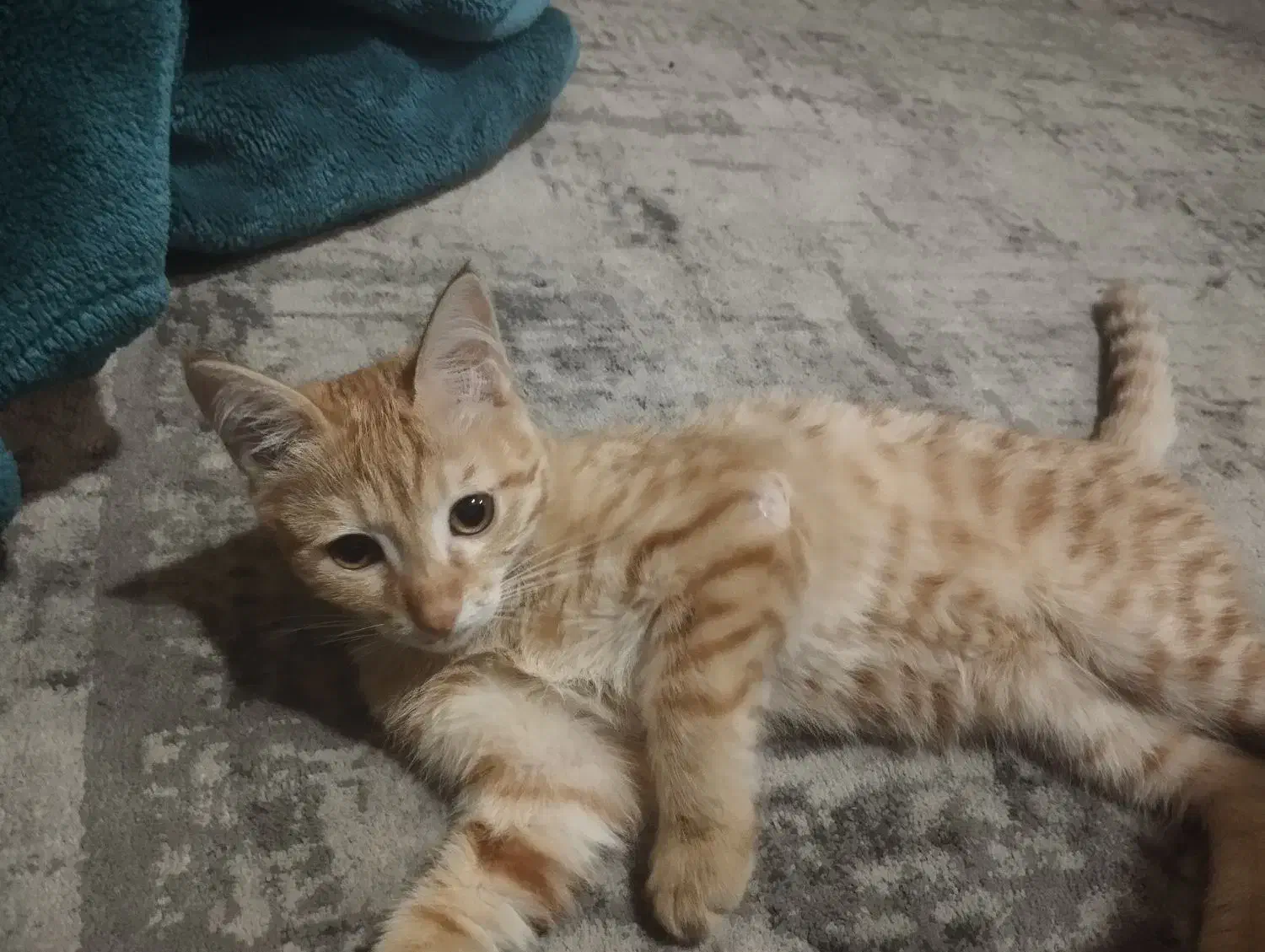 واگذاری گربه|گربه|کهریزک, |دیوار