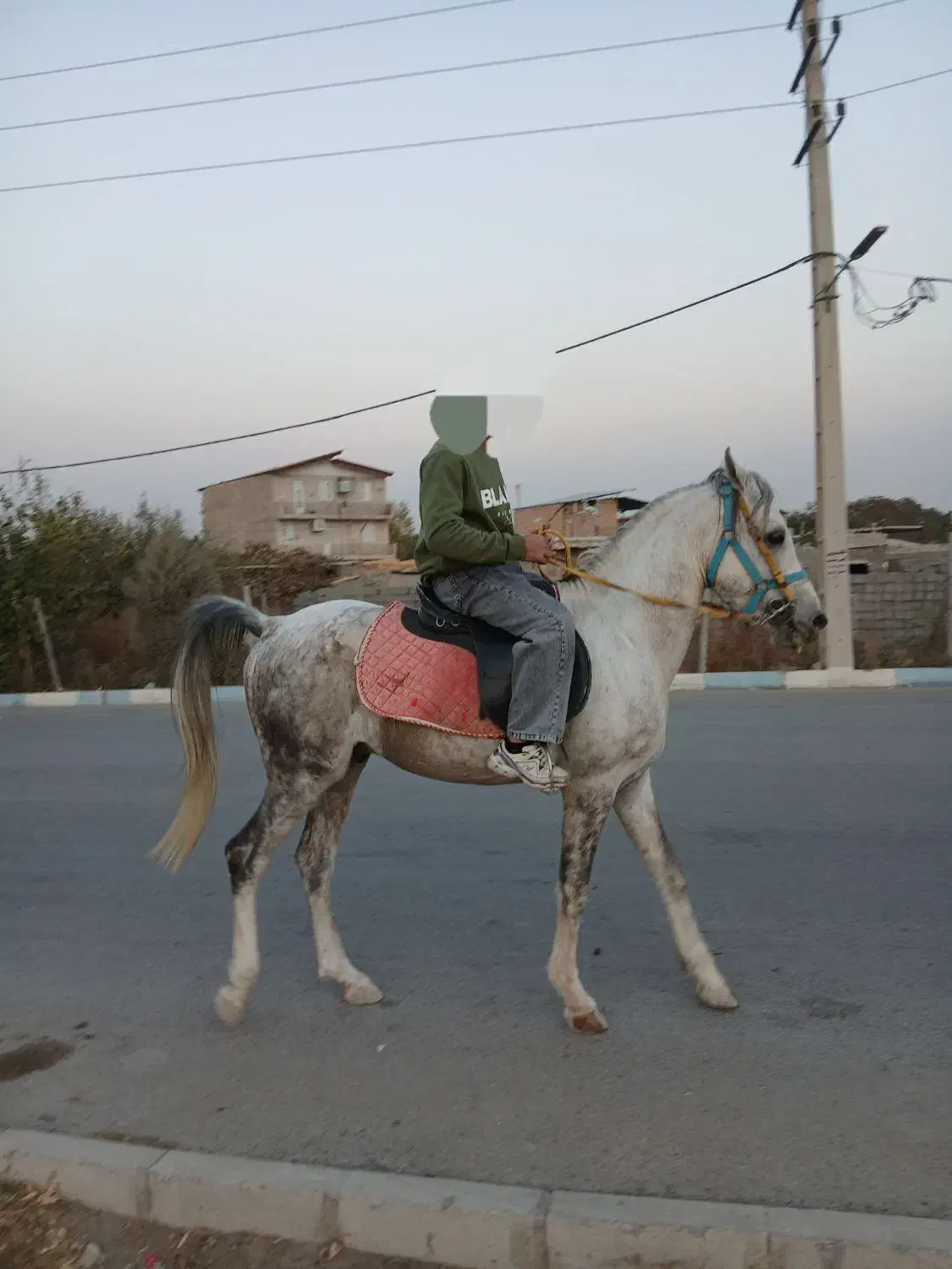 اسب نریون|اسب و تجهیزات اسب‌سواری|تنکمان, |دیوار