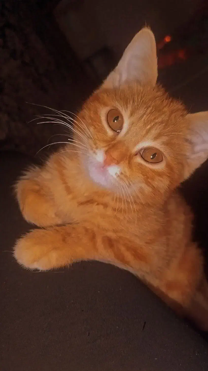 واگذاری دو عدد گوگولی نارنجی|گربه|مشهد, شهید قربانی|دیوار