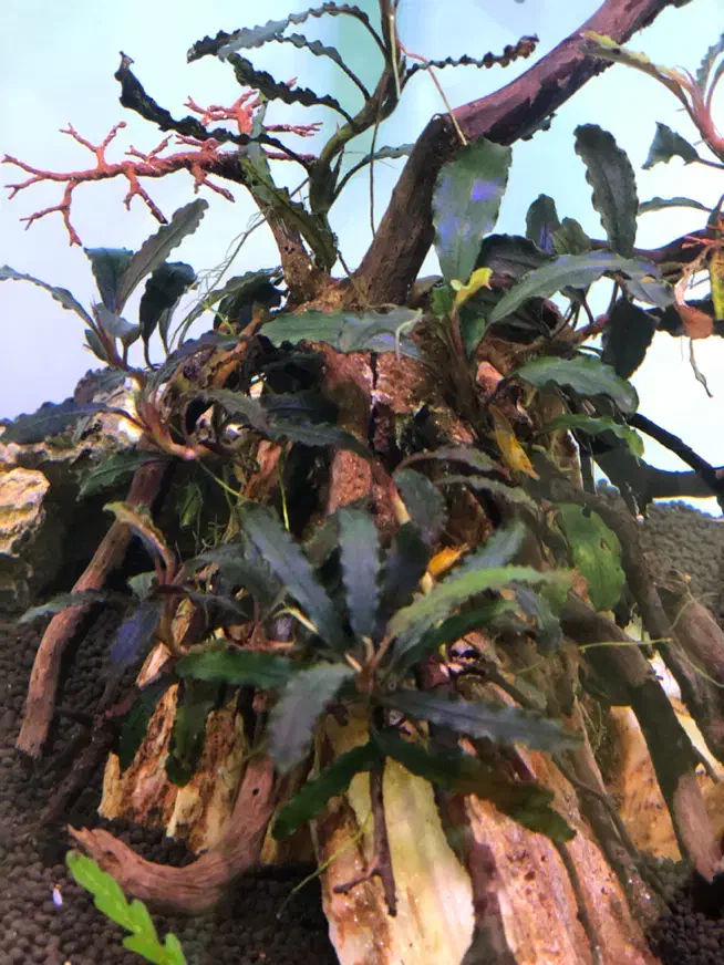 آکواریوم پلنت و بوسفلاندرا|ماهی|تهران, ورزشگاه آزادی|دیوار