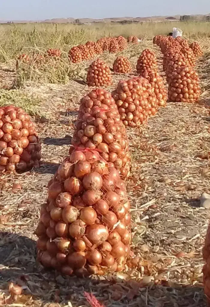 بذر پیاز|خدمات باغبانی و درختکاری|شیراز, پودنک|دیوار