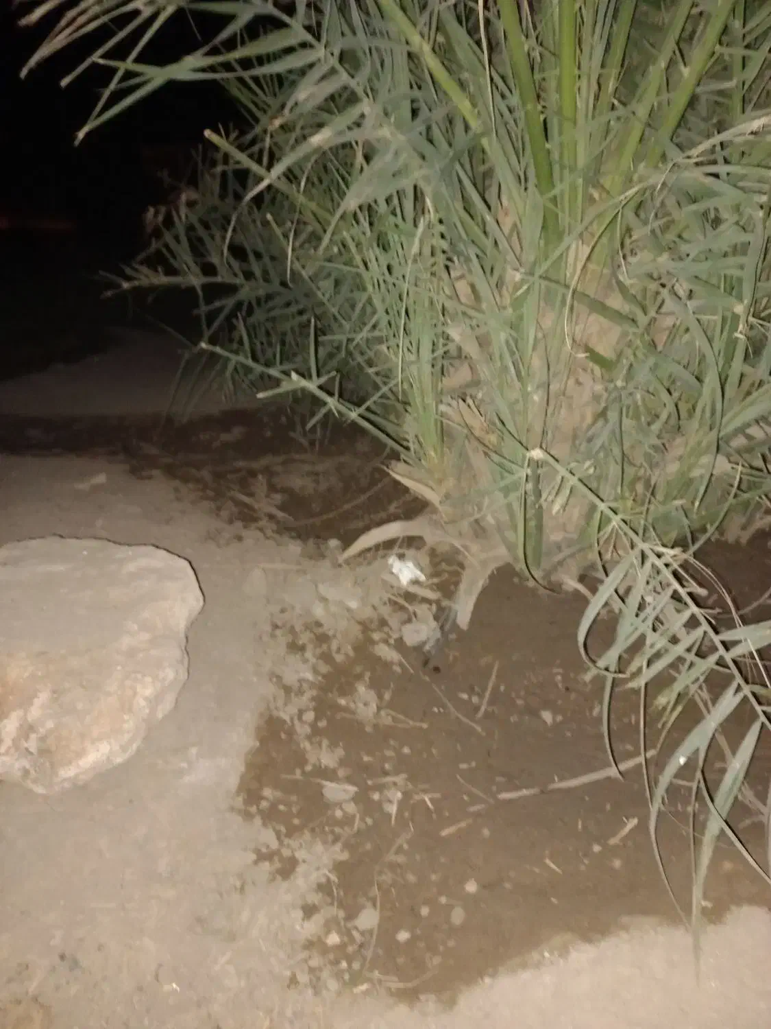 تعدادی فسیل مضافتی بفروش میرسد|کلکسیون و سرگرمی|کهنوج, |دیوار