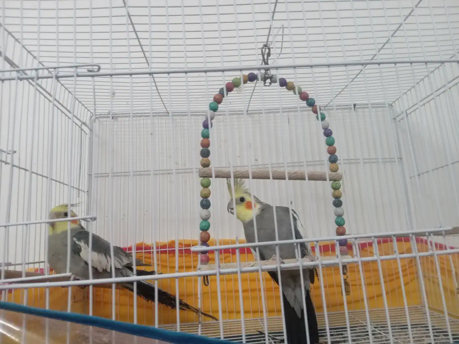 عروس هلندی|پرنده|کاشمر, |دیوار