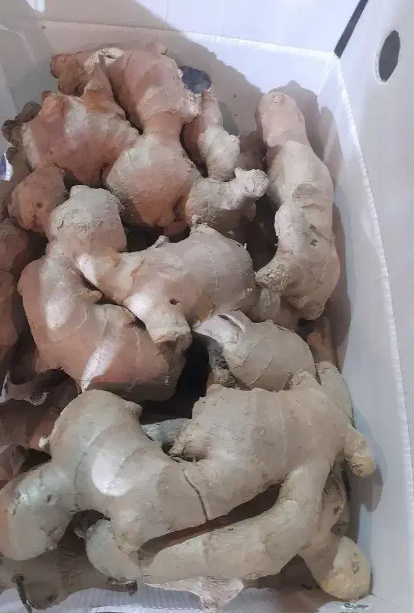 زنجبیل کارتن سفید 5 کیلویی|عمده‌فروشی|شیراز, درکی|دیوار
