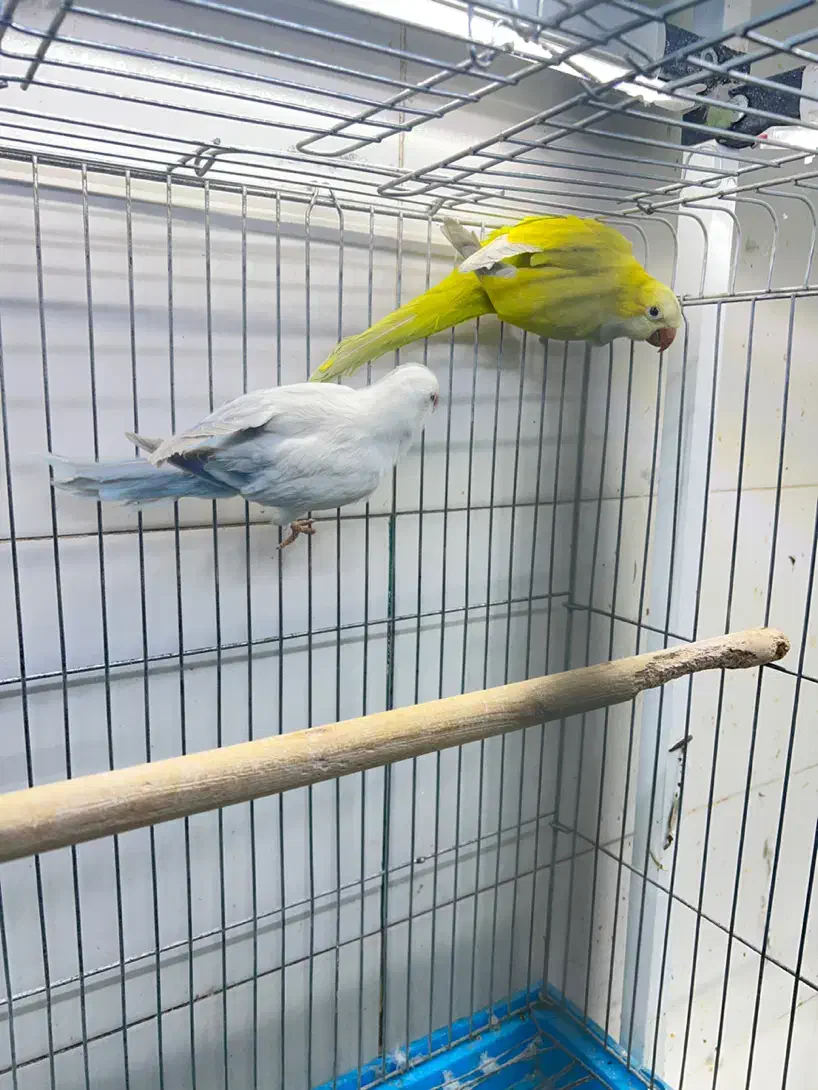 طوطی|پرنده|شیراز, لب آب|دیوار