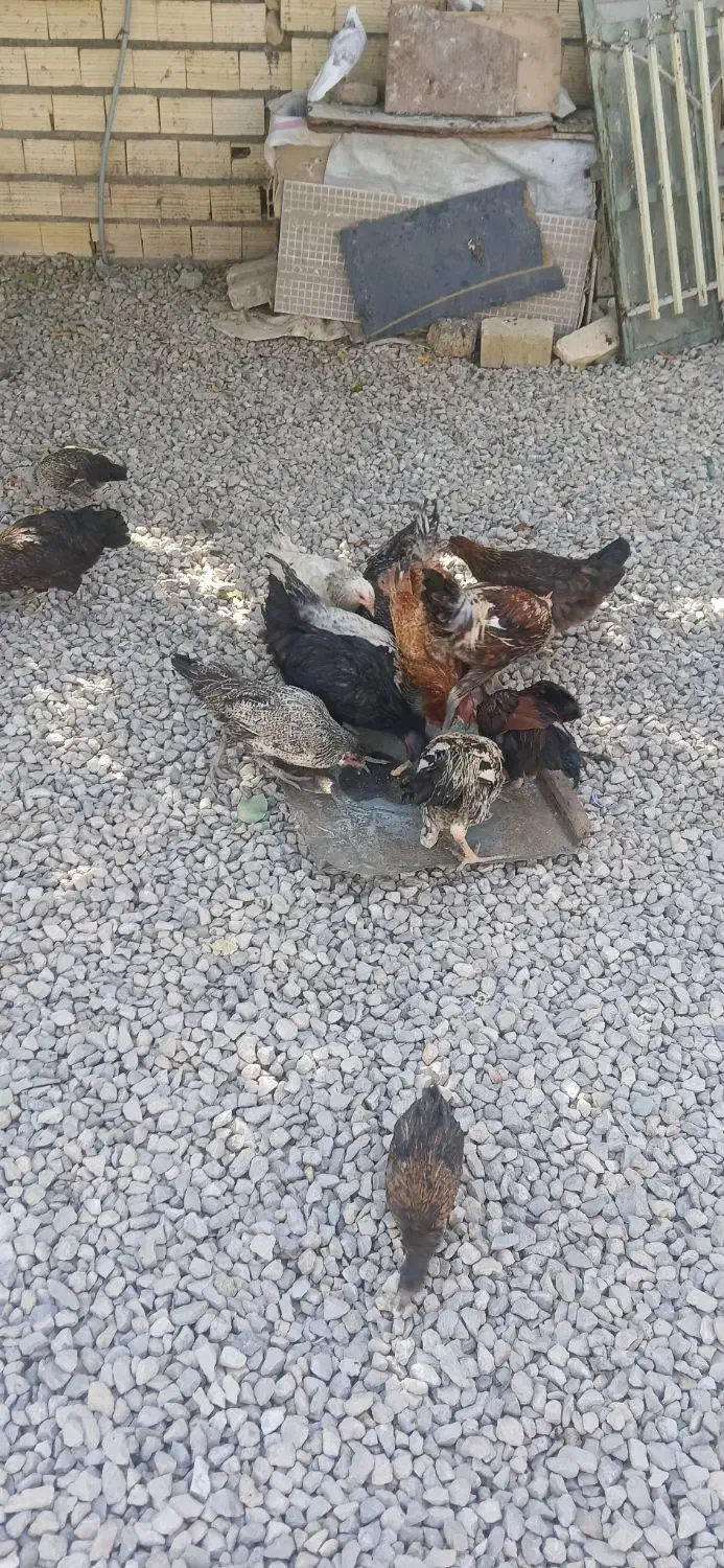 مرغ و خروس|حیوانات مزرعه|رومشکان, |دیوار