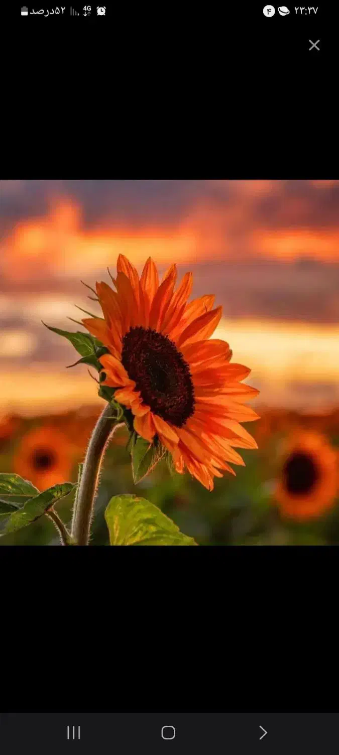 کتاب فارسی چهارم دبستان هرکی داره خبر بده|کتاب و مجله آموزشی|شادگان, |دیوار