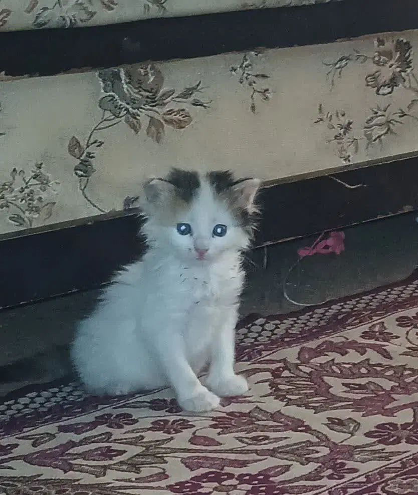 گربه|گربه|اصفهان, قلعه طبره|دیوار