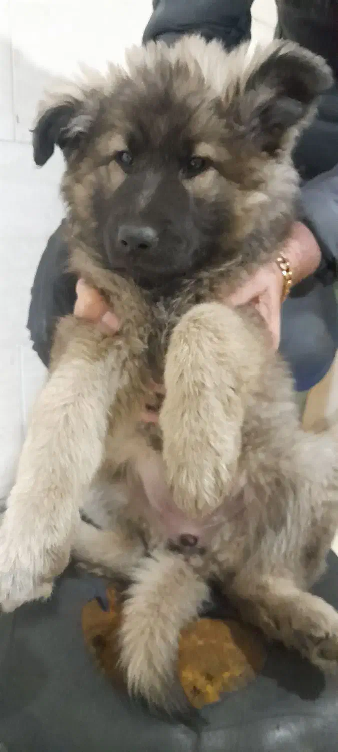 توله ژرمن موبلند|سگ|کرج, جهانشهر|دیوار