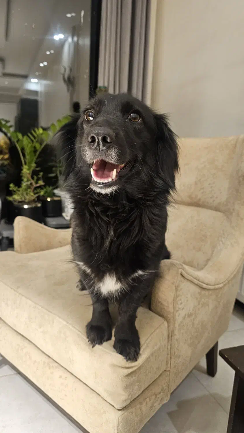 واگذاری سگ عقیم شده|سگ|تهران, منیریه|دیوار