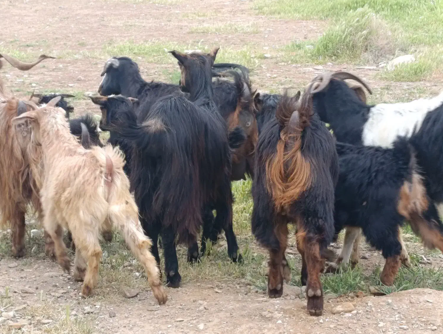 بره وبزوبزغاله پاژین|حیوانات مزرعه|قزوین, |دیوار