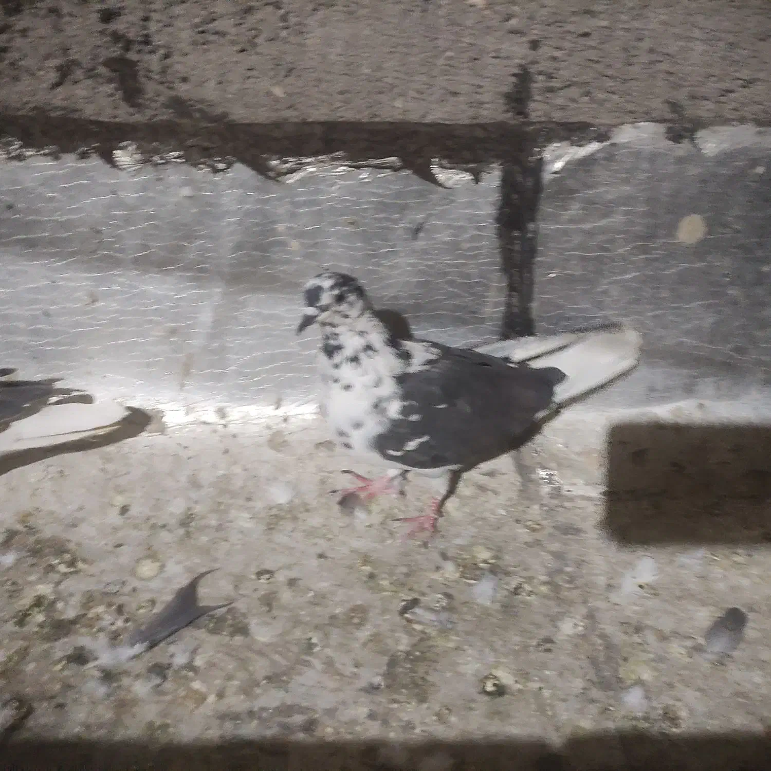 کفتر شهرستان مناسب|پرنده|یزد, |دیوار