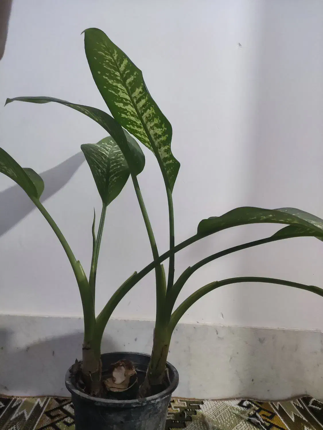 گل دیفن|گل و گیاه طبیعی|نیشابور, کوی یغما|دیوار