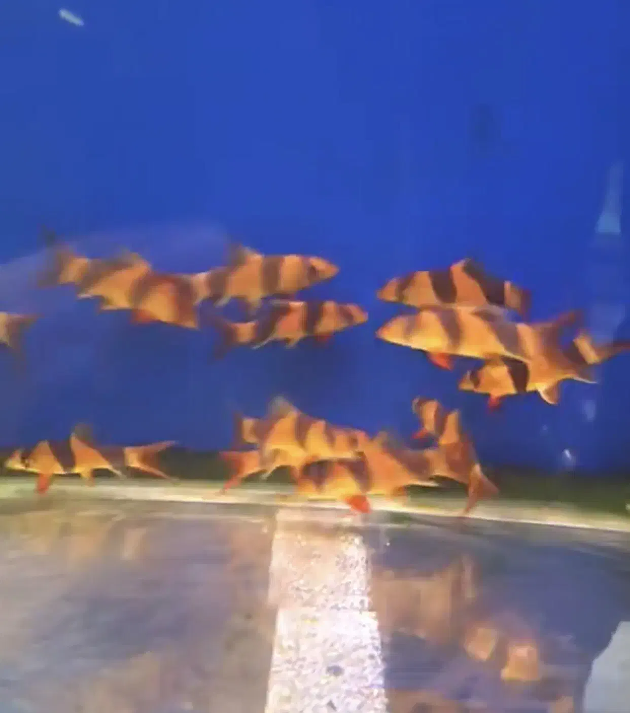 لوچ دلقک/ردلاین|ماهی|آبادان, |دیوار