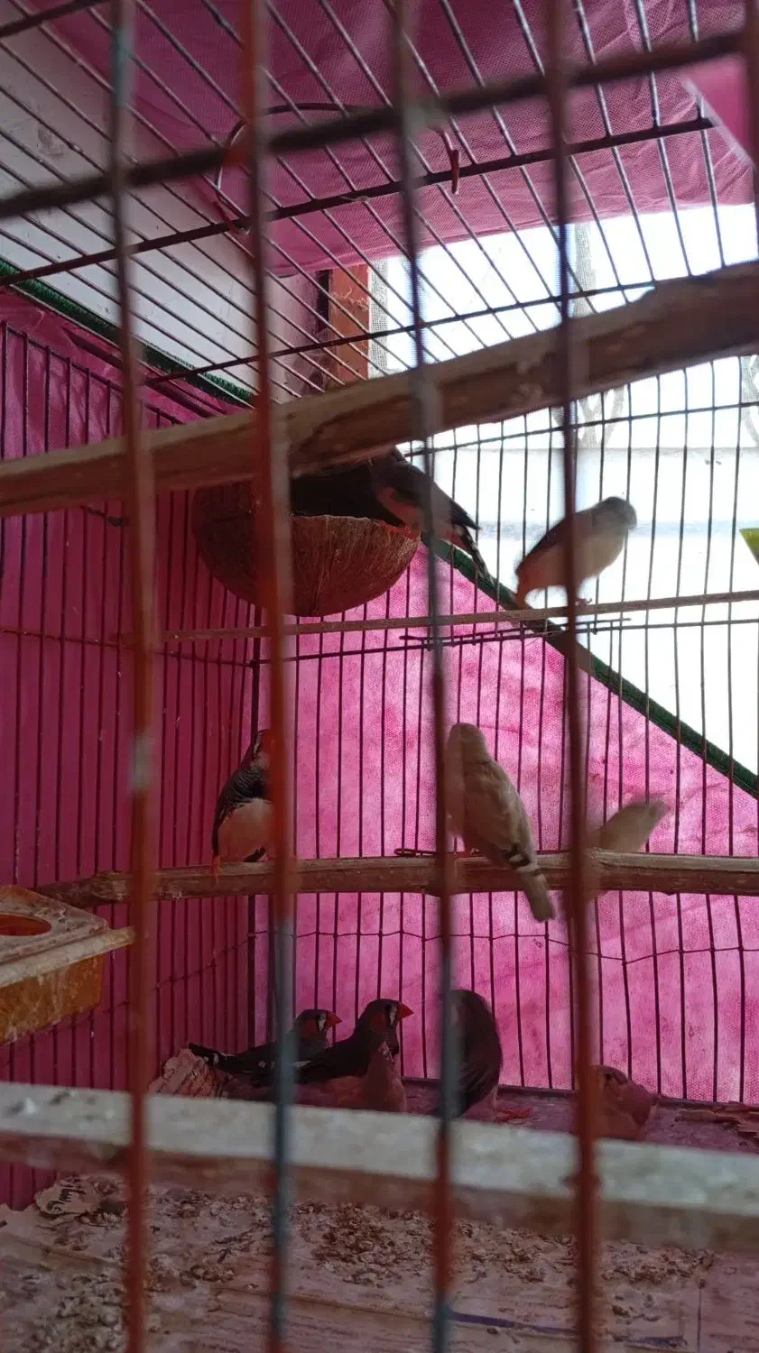 فنچ زبرا|پرنده|خشکبیجار, |دیوار