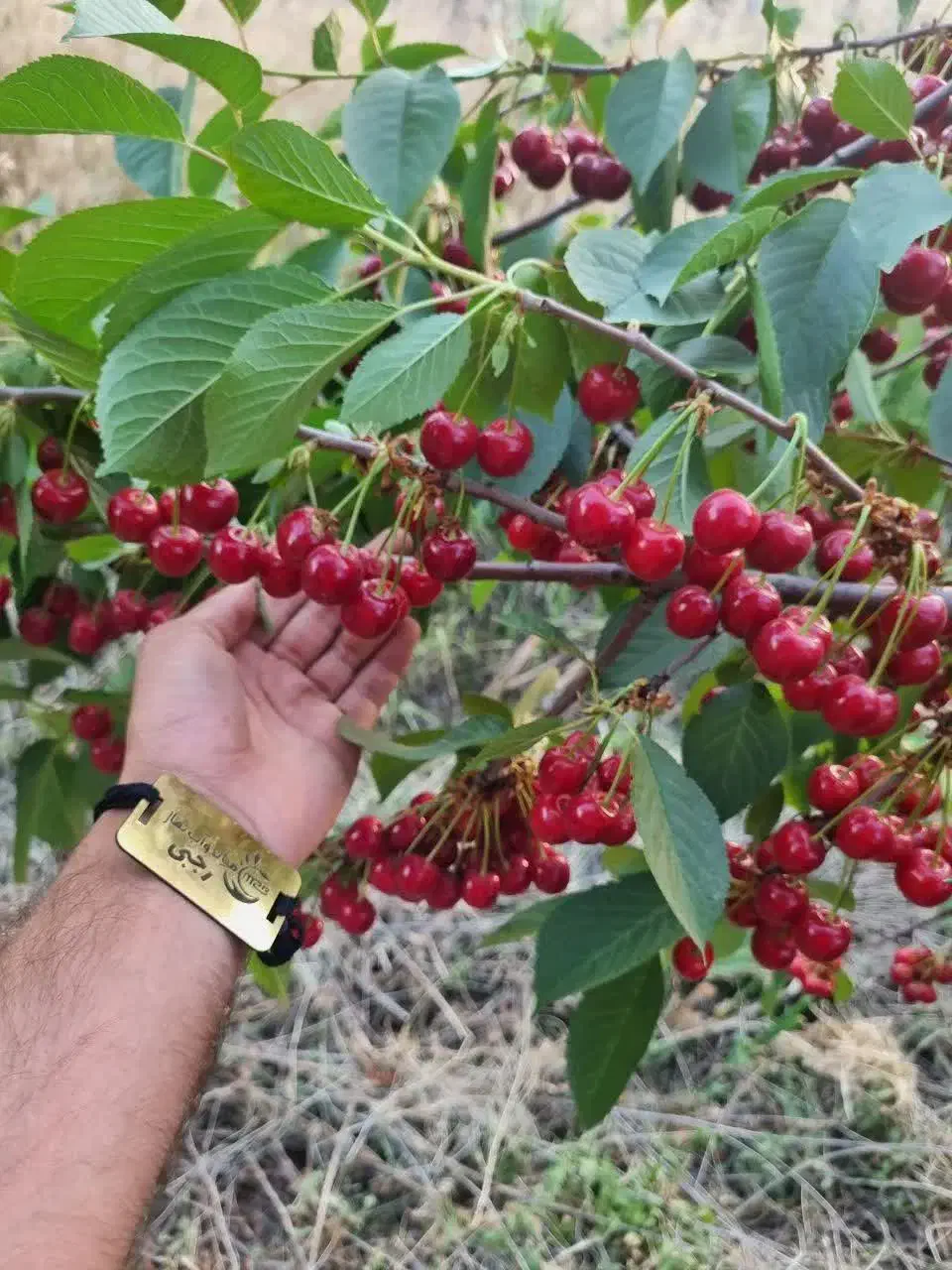 پیشفروش نهال آلبالو مجارستان|خدمات باغبانی و درختکاری|گرمادوز, |دیوار