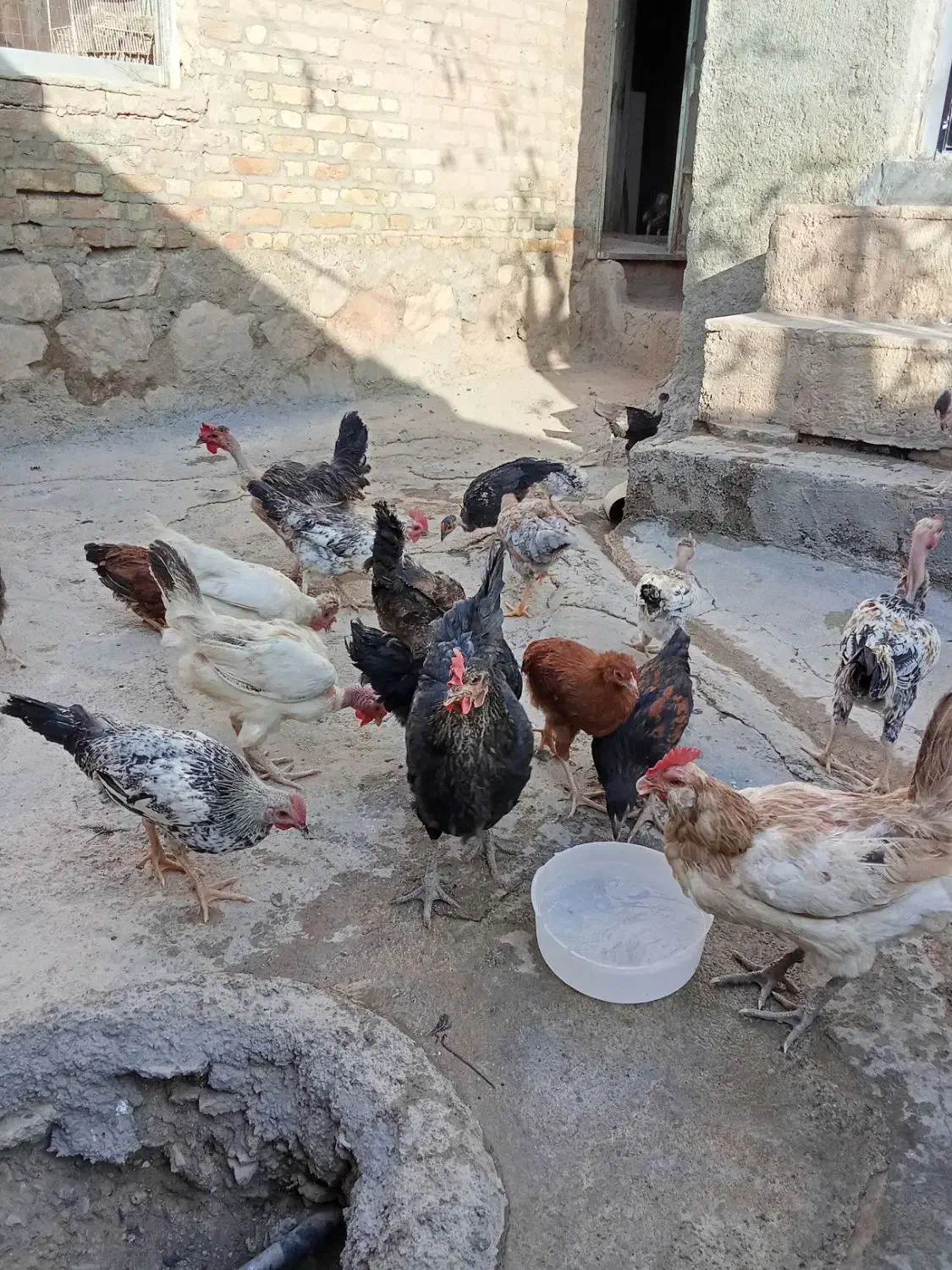 مرغ خروس جوجه کوردی|حیوانات مزرعه|کرمانشاه, |دیوار