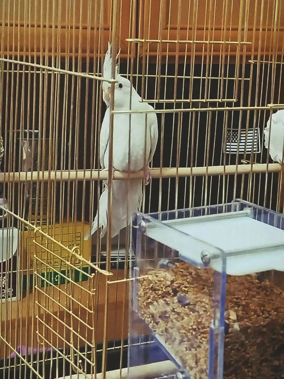 عروس هلندی آلوبینو|پرنده|اقبالیه, |دیوار