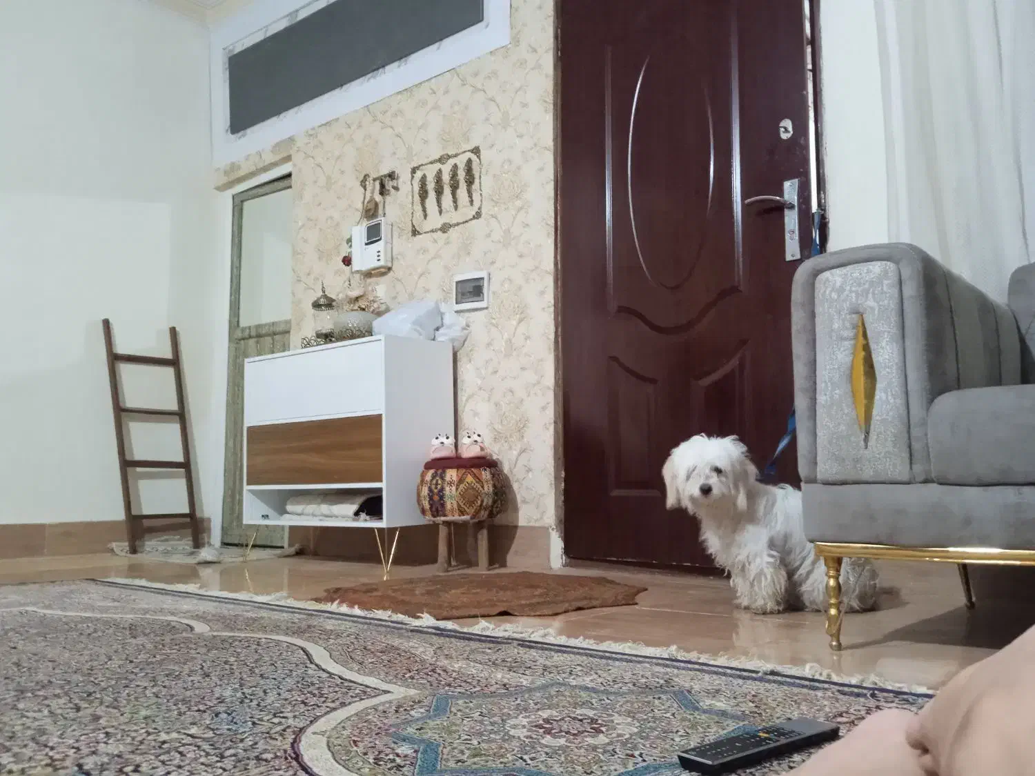 سگ پاکوتاه اسم برفی نژاد شیتوزو|سگ|پاکدشت, حصار امیر|دیوار