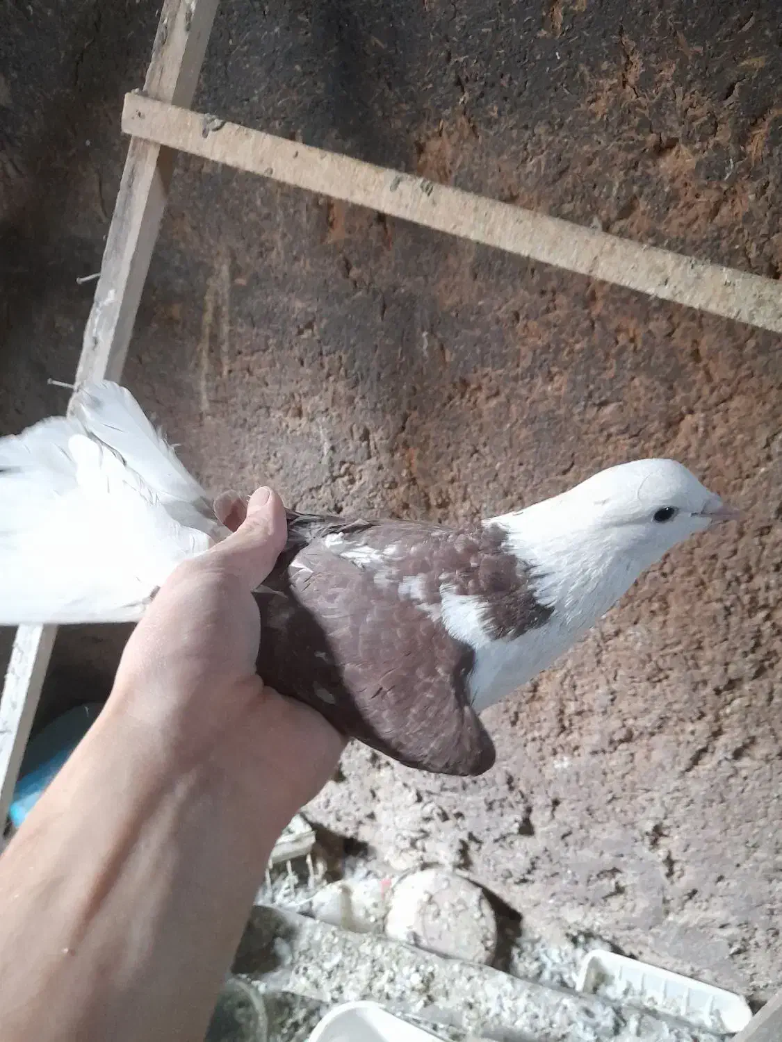 کفتر|پرنده|محلات, |دیوار