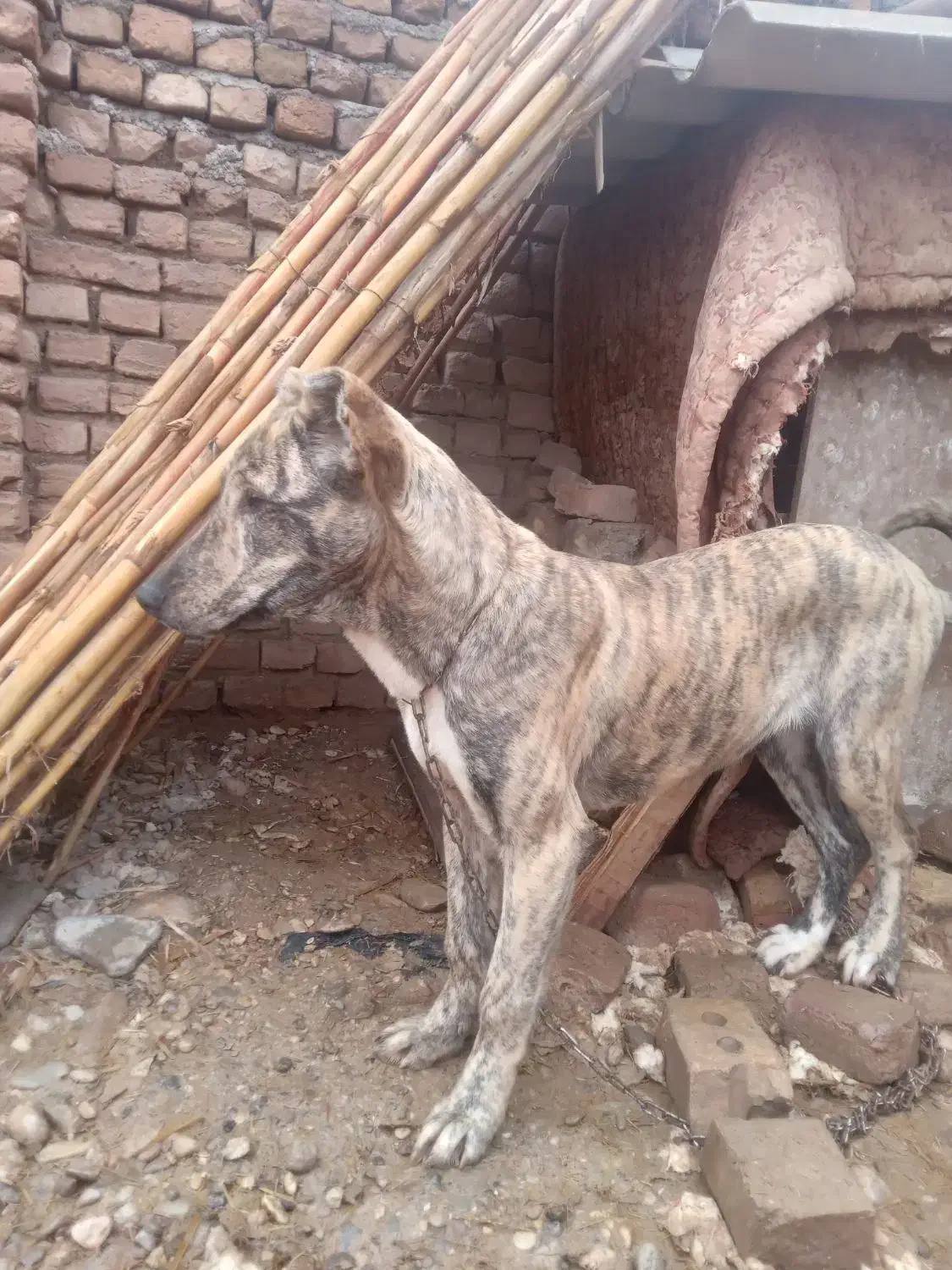 توله افغان|سگ|فیروزه, |دیوار