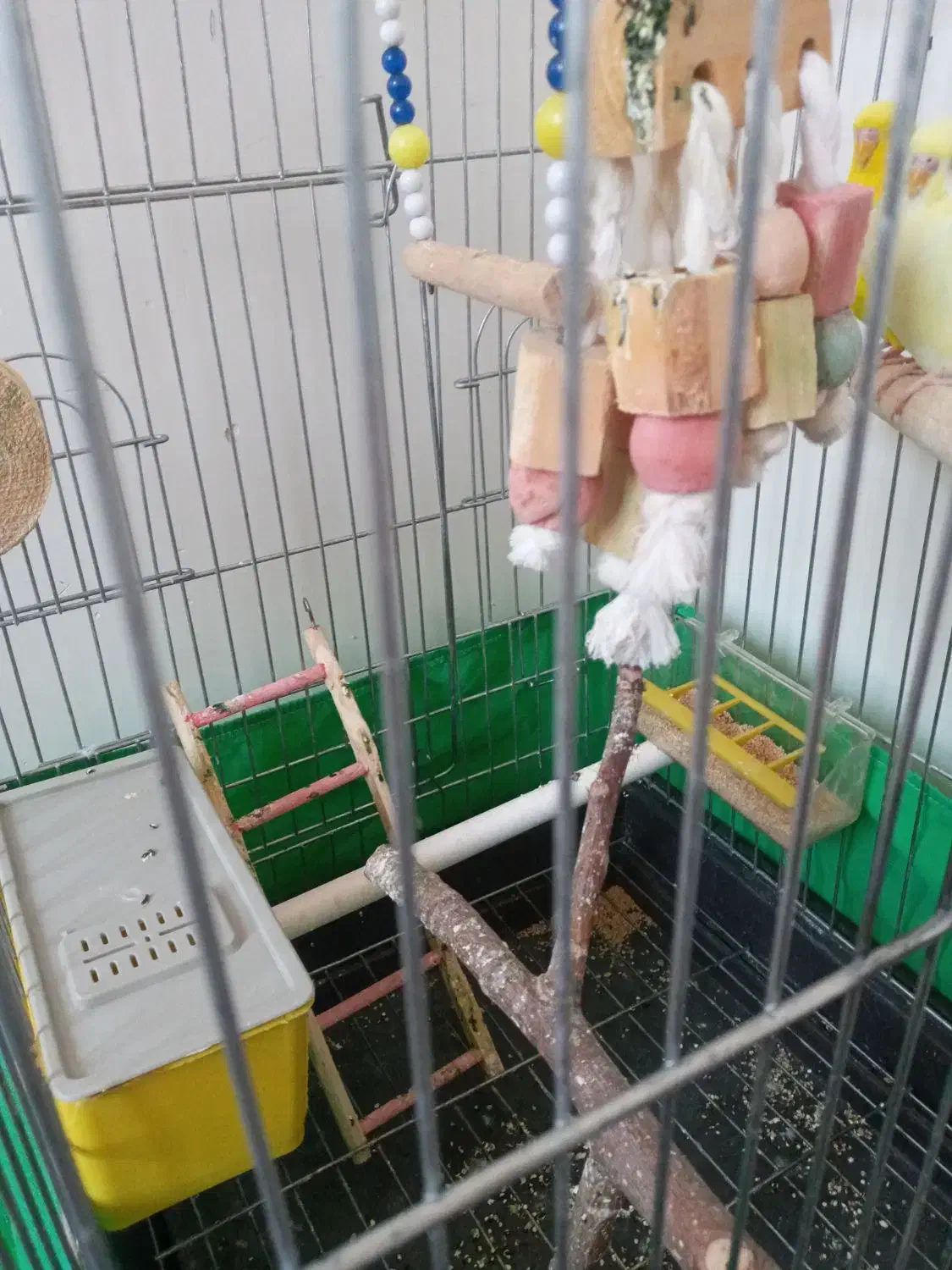 مرغ عشق|پرنده|فردیس, شهرک ۱۱۰|دیوار