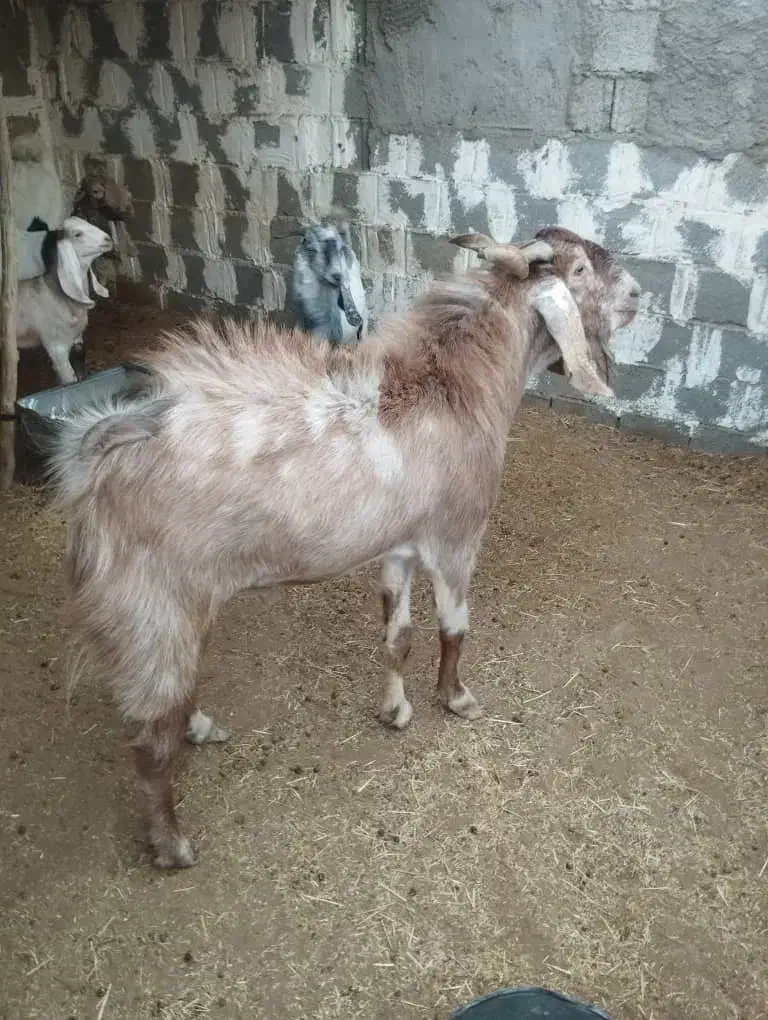 پازن نر جوان|حیوانات مزرعه|آبپخش, |دیوار