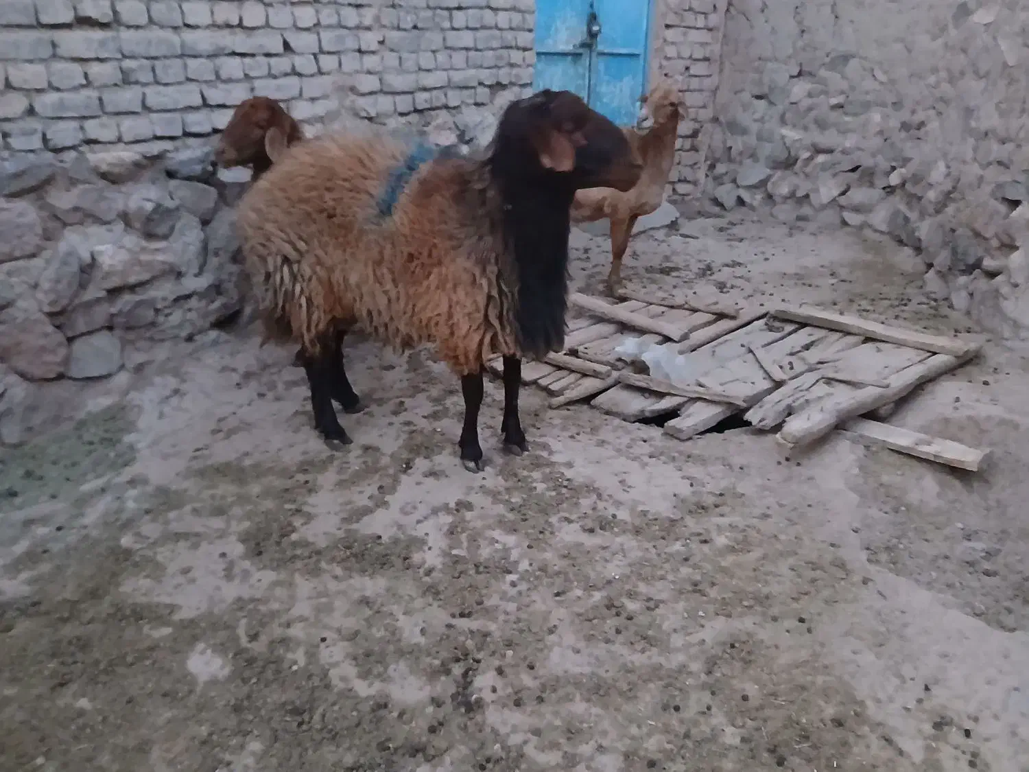 قوچ  همو فروشی|حیوانات مزرعه|سرولایت, |دیوار