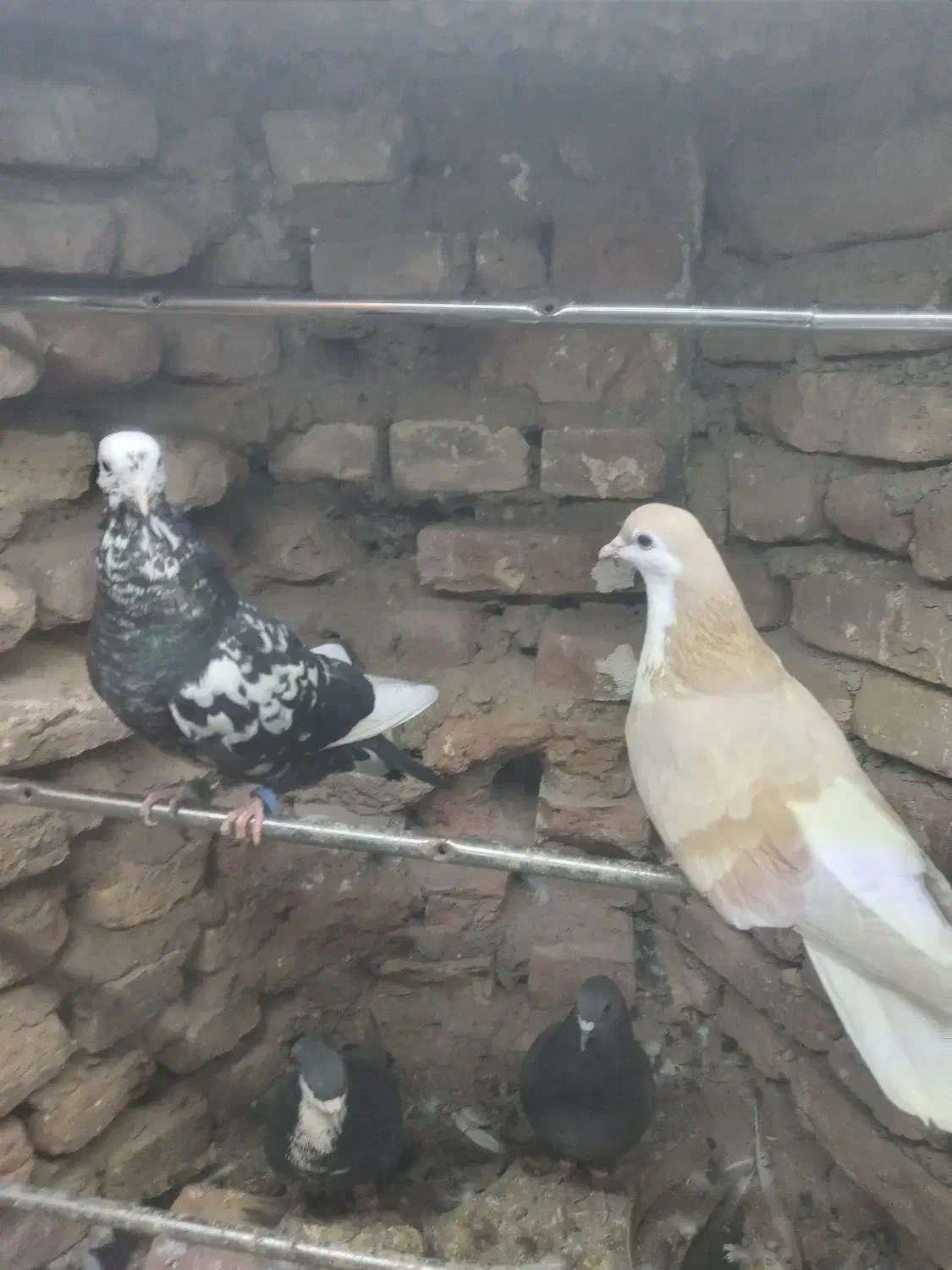 کشکیله هفرنگ|پرنده|سبزوار, شهرک ابوذر|دیوار