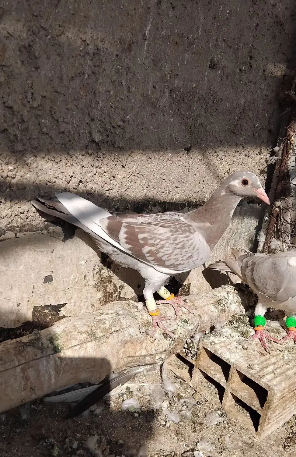 پرنده|پرنده|تاکستان, |دیوار