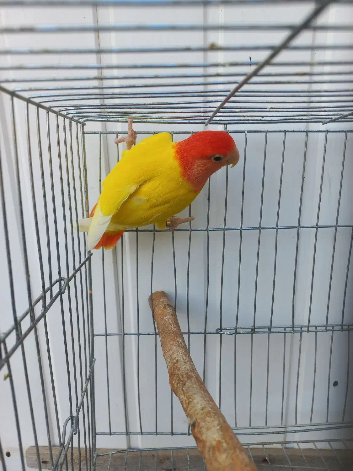 طوطی برزیلی اوپال نر شهر مراغه|پرنده|تبریز, |دیوار